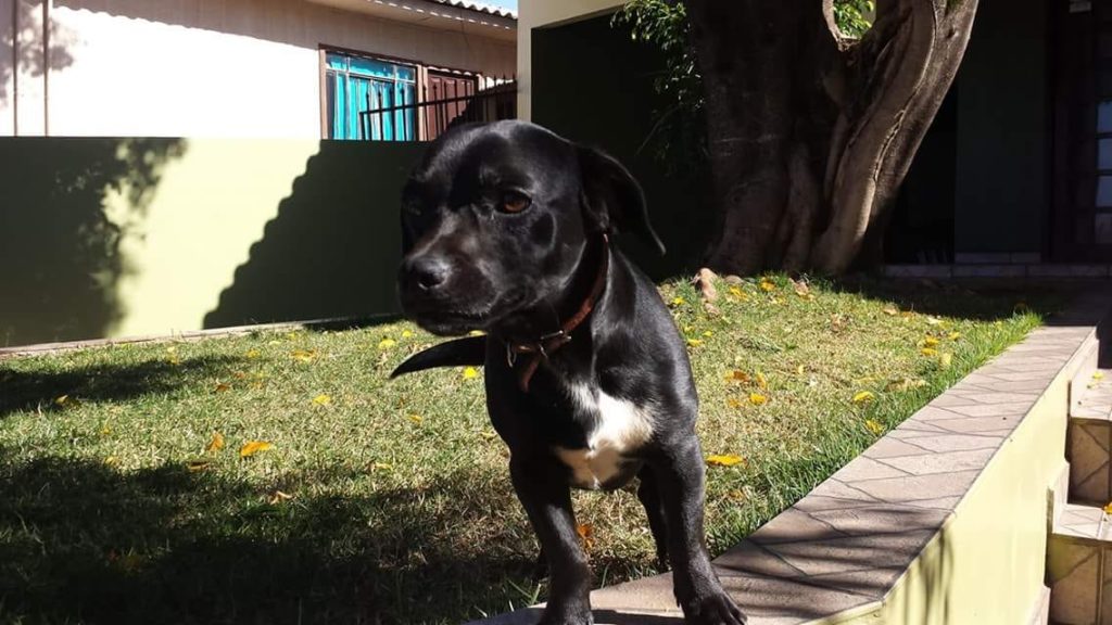 Luke está perdido no Bairro Alto Alegre