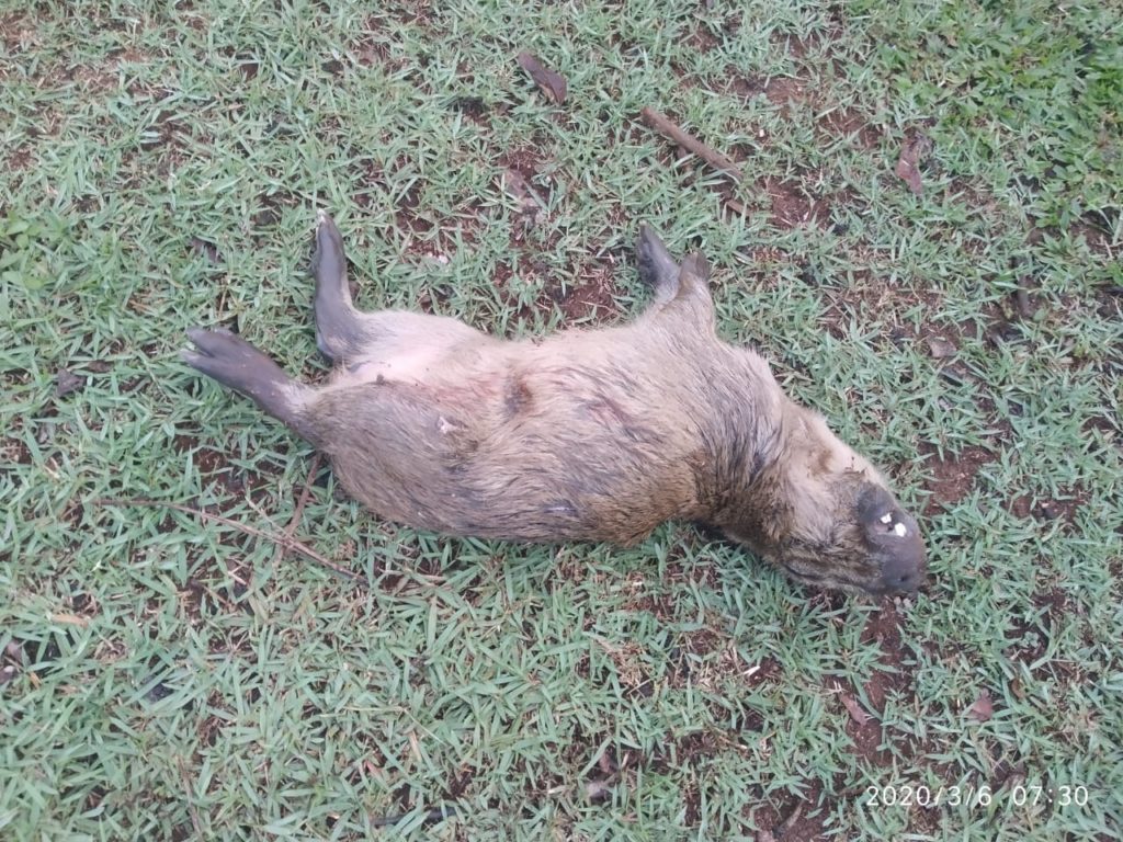 Animal é encontrado morto no Lago Municipal