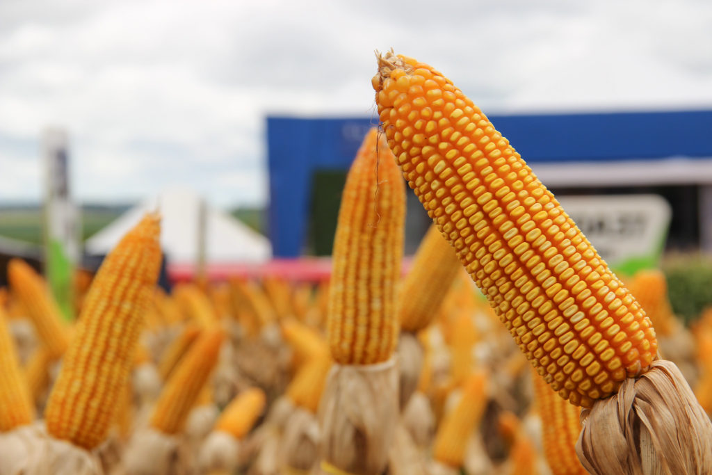 Ipea revisa para cima projeção do PIB do agronegócio