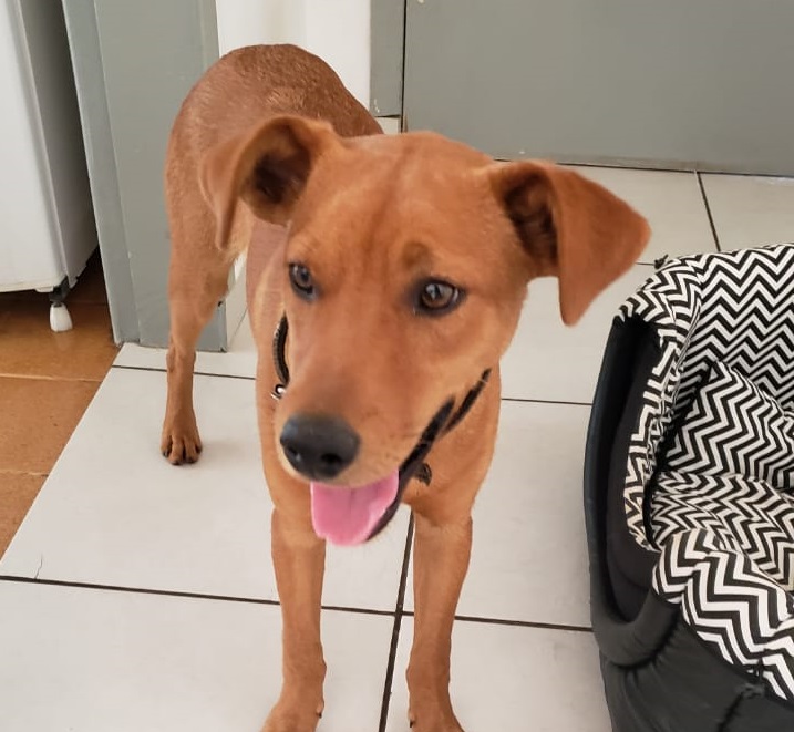 Cachorrinho foi encontrado nas proximidades do Hospital de Olhos Imagem referente a Cachorrinho foi encontrado nas proximidades do Hospital de Olhos