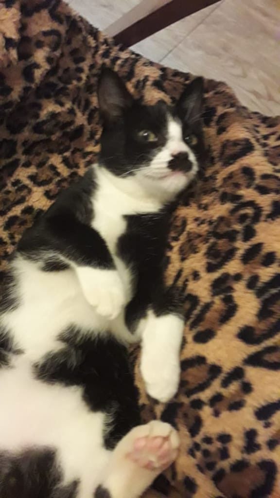 Internauta procura por gato que desapareceu Internauta procura por gato que desapareceu