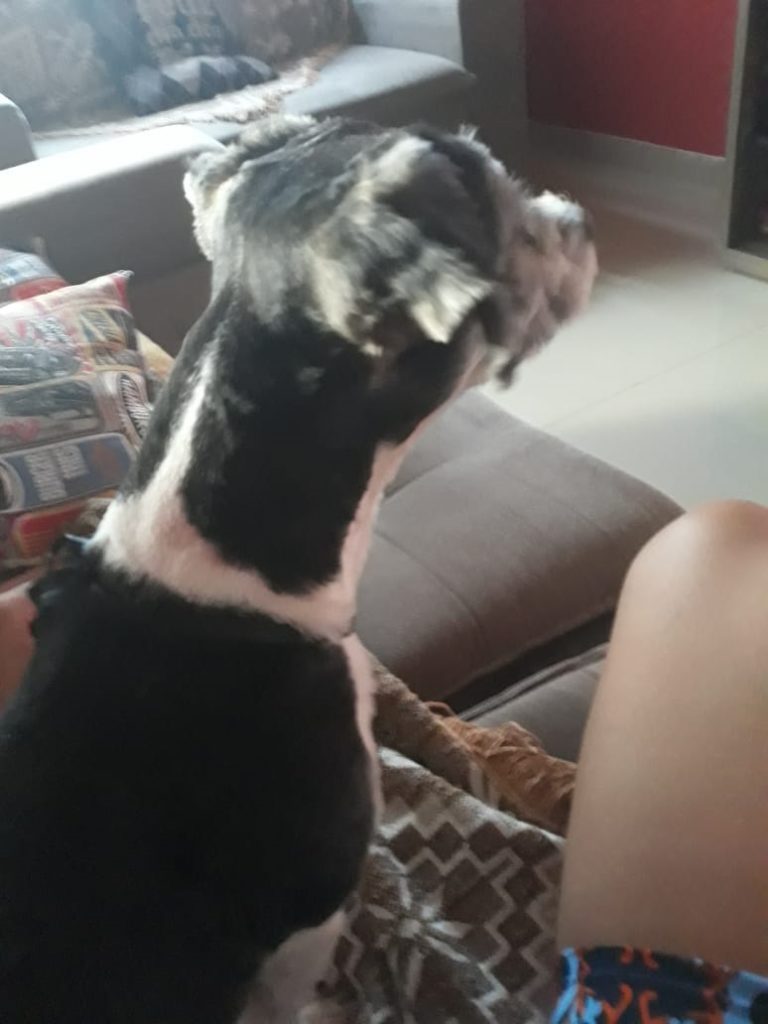 Cachorro desapareceu na Rua Academia, no Bairro Universitário