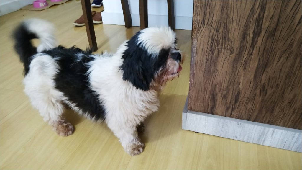 Cachorrinho da raça shih tzu é encontrado no Bairro Neva