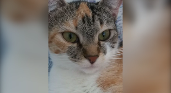 Gata de estimação está desaparecida no Cancelli; dona pede ajuda para encontrá-la Imagem referente a Gata de estimação está desaparecida no Cancelli; dona pede ajuda para encontrá-la