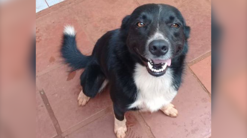 Border Collie - Pet Shop Da Madre Londrina