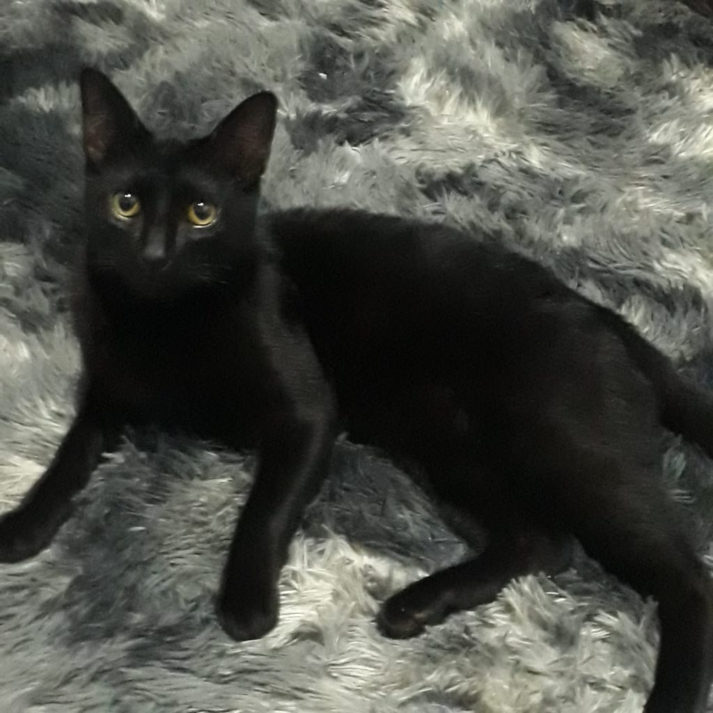 Gato desapareceu na Rua Vista Alegre, nas proximidades da Univel