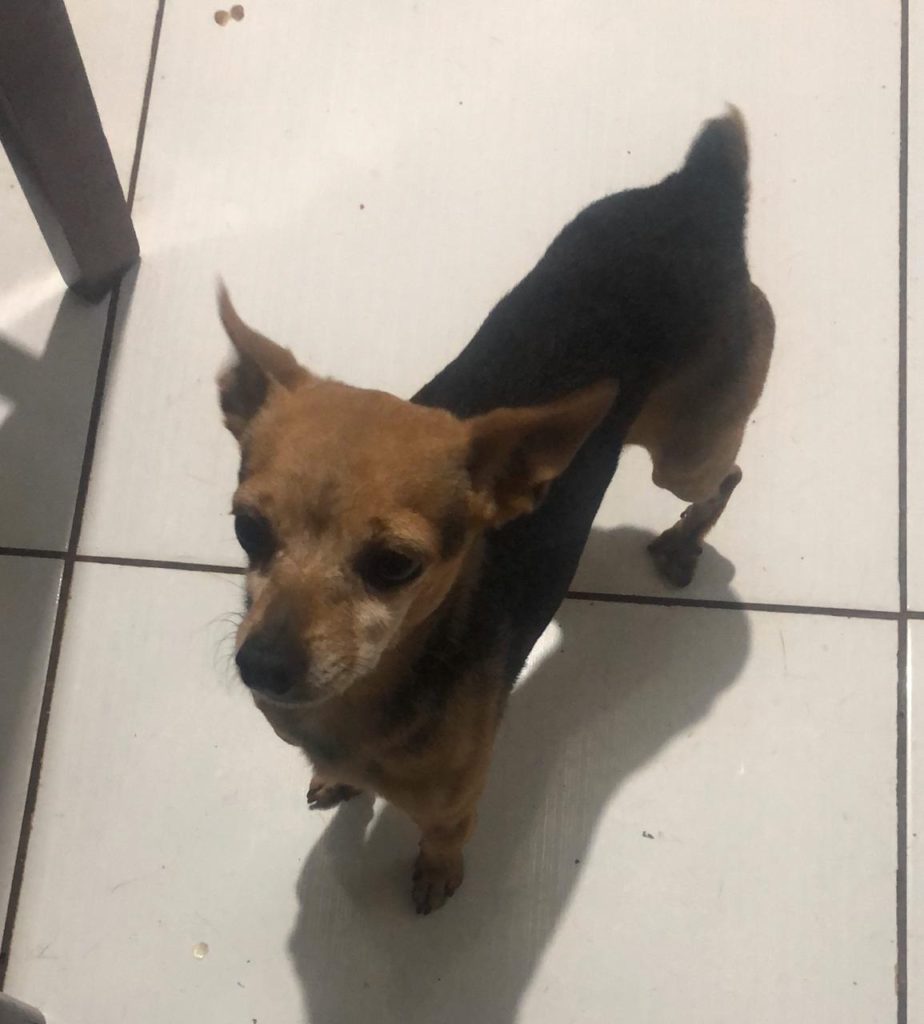 Cachorrinho ‘Jack’ desapareceu no Parque São Paulo
