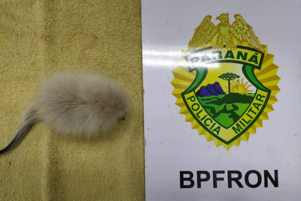 Animal silvestre entregue ao BPFron retorna ao seu habitat natural em Foz do Iguaçu