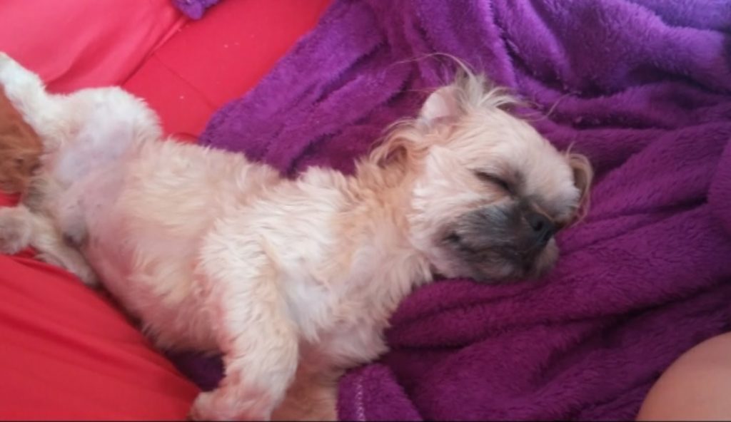 Cachorrinho desapareceu na região do Bairro Morumbi