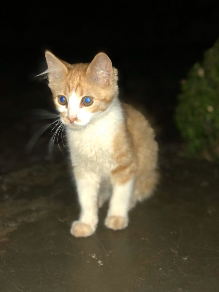 Internauta encontra gatinha e procura pelo dono Internauta encontra gatinha e procura pelo dono