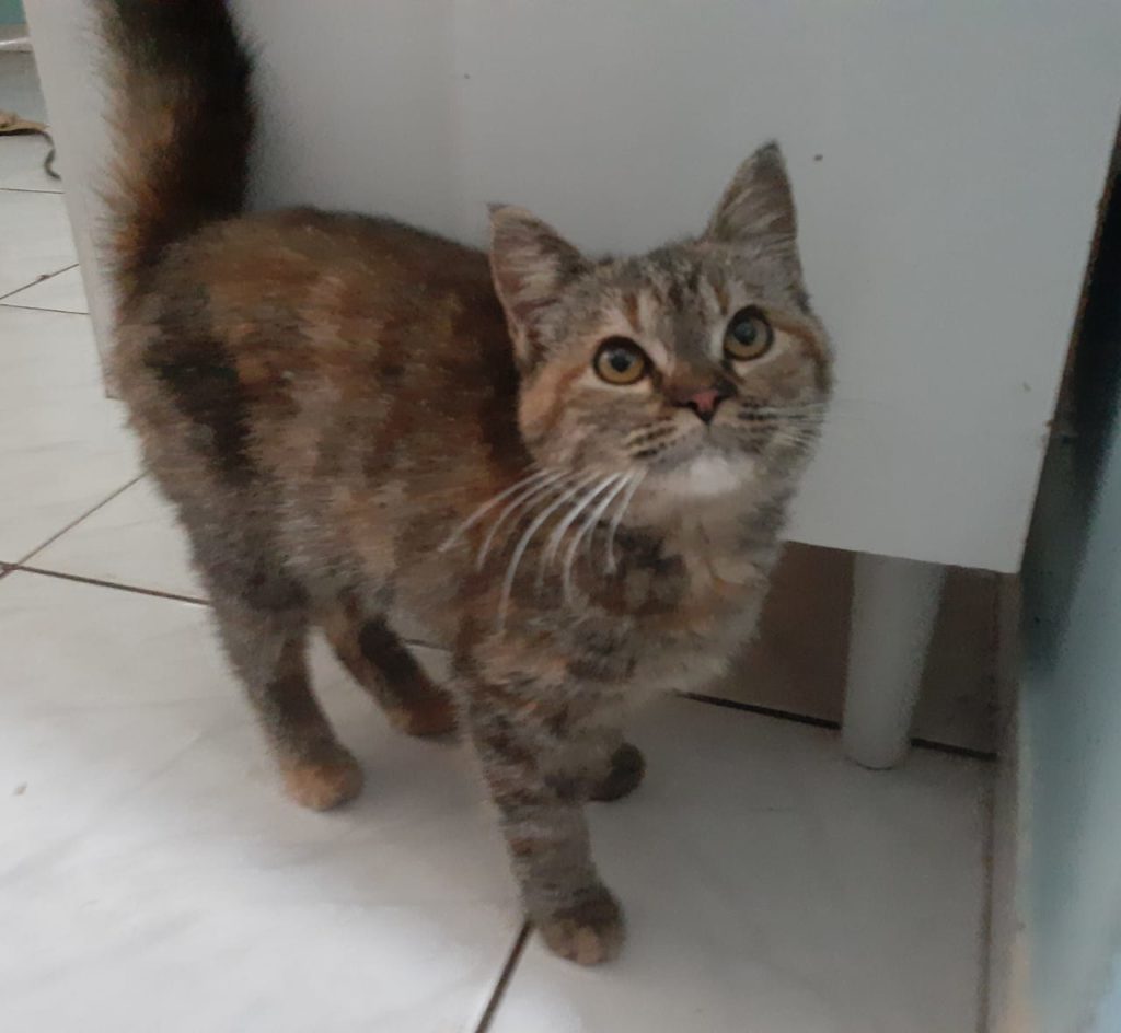 Internauta procura dono de gato que apareceu na casa dela Internauta procura dono de gato que apareceu na casa dela