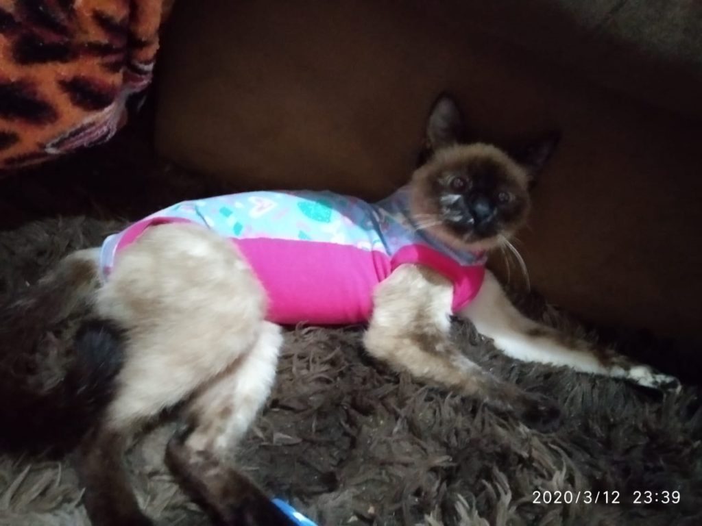 Gata desapareceu no Bairro Cataratas