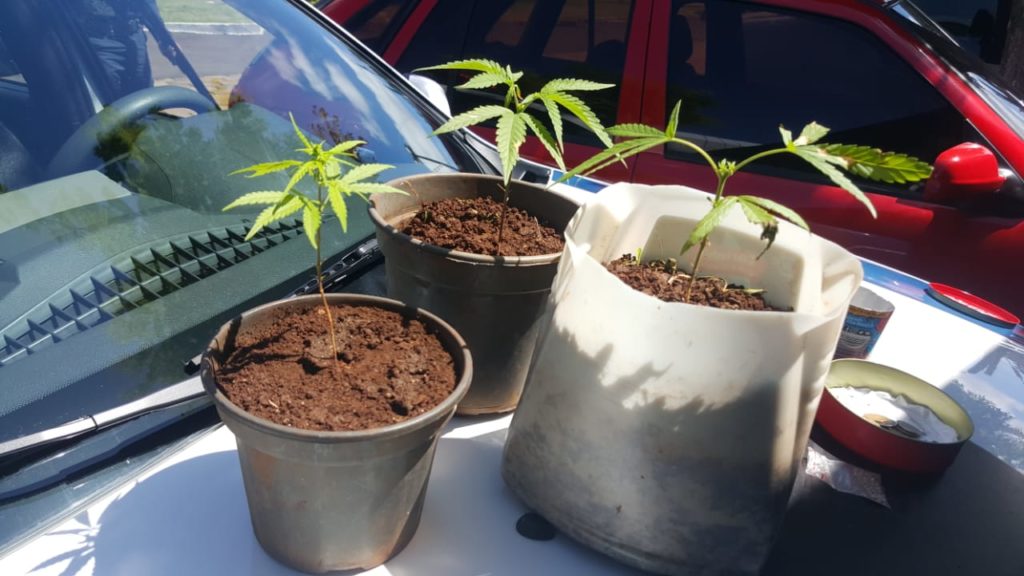 Homens são detidos com pés de maconha no Bairro Universitário