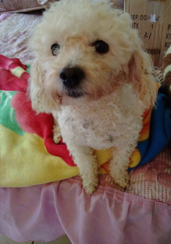 Cachorro é encontrado no Bairro Periolo