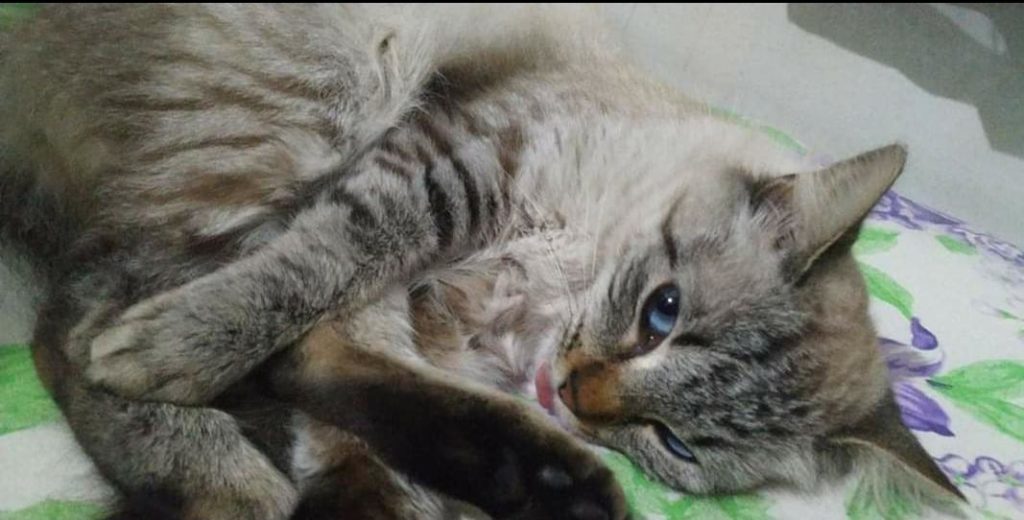 Moradora do Alto Alegre tenta encontrar sua gata de estimação, desaparecida desde novembro