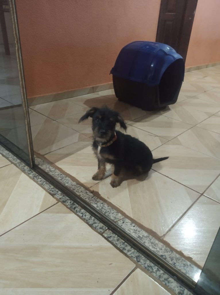 Cachorrinho ‘Thor’ desapareceu no Bairro Morumbi
