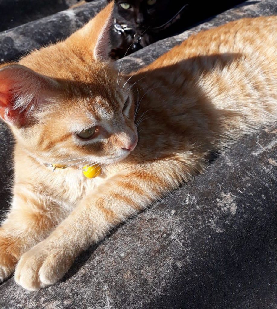 ‘Amarelo’ desapareceu no Bairro Alto Alegre