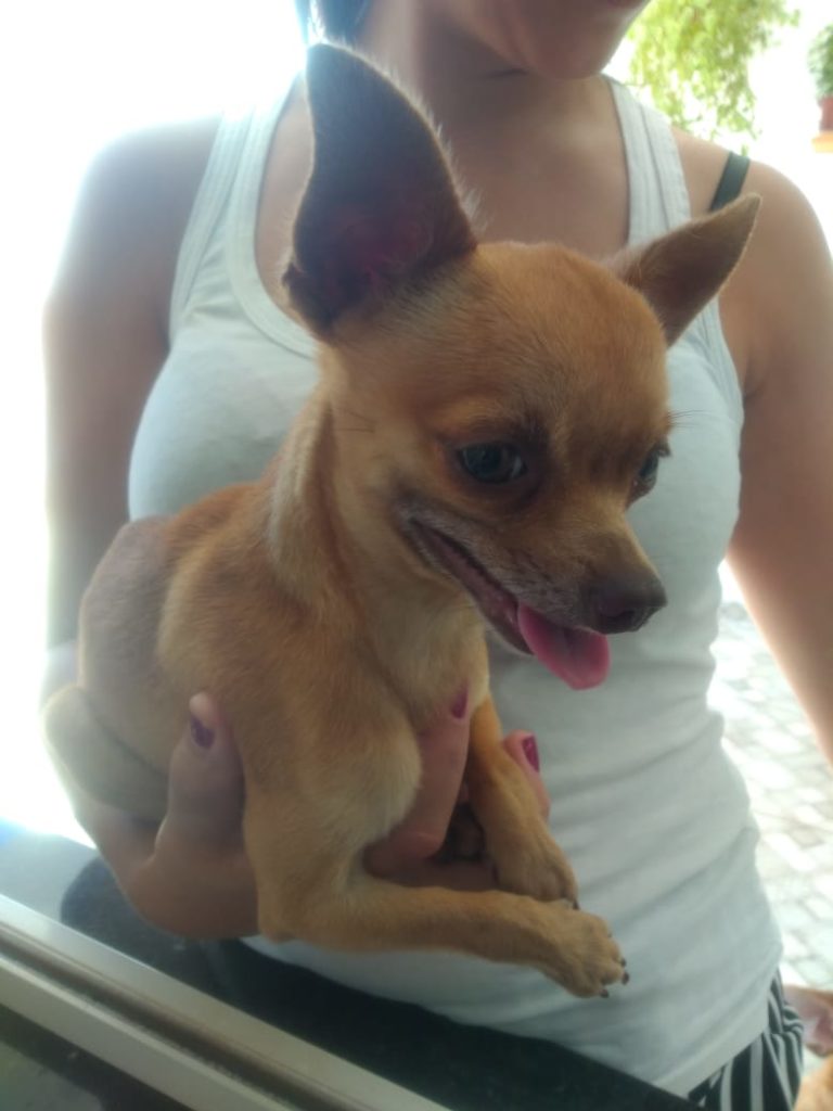 Cachorro é encontrado na Av. Tito Muffato