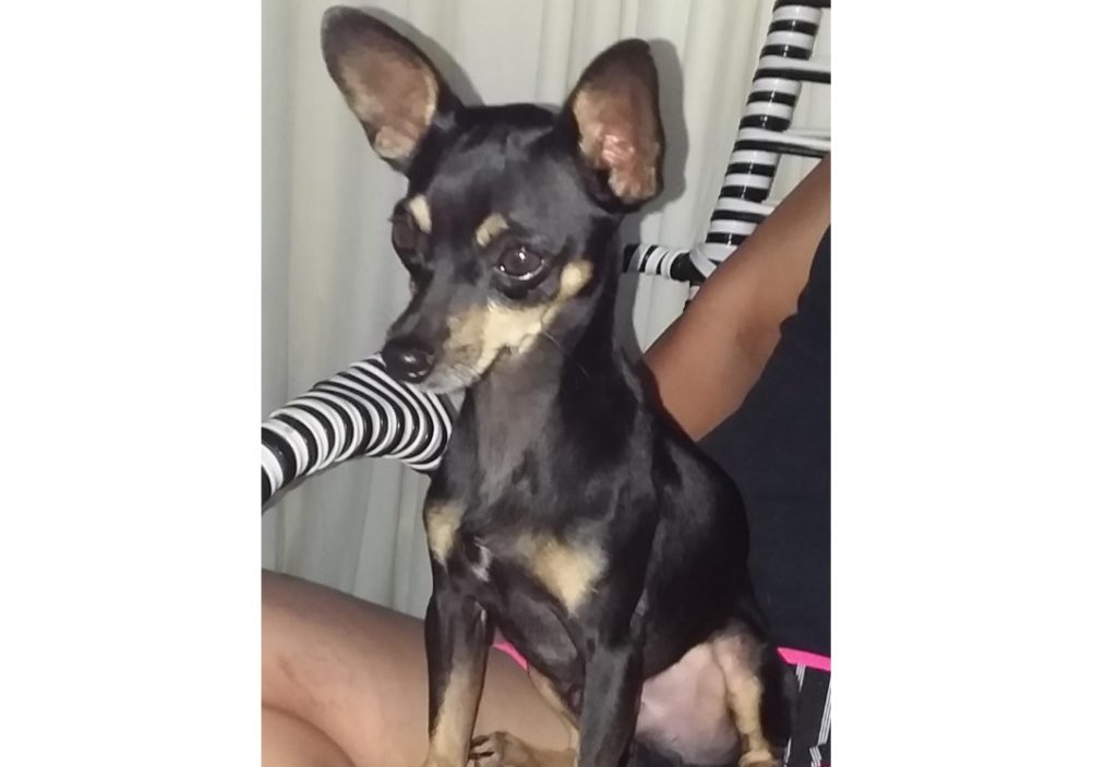 Cachorrinho foi encontrado no Bairro Morumbi