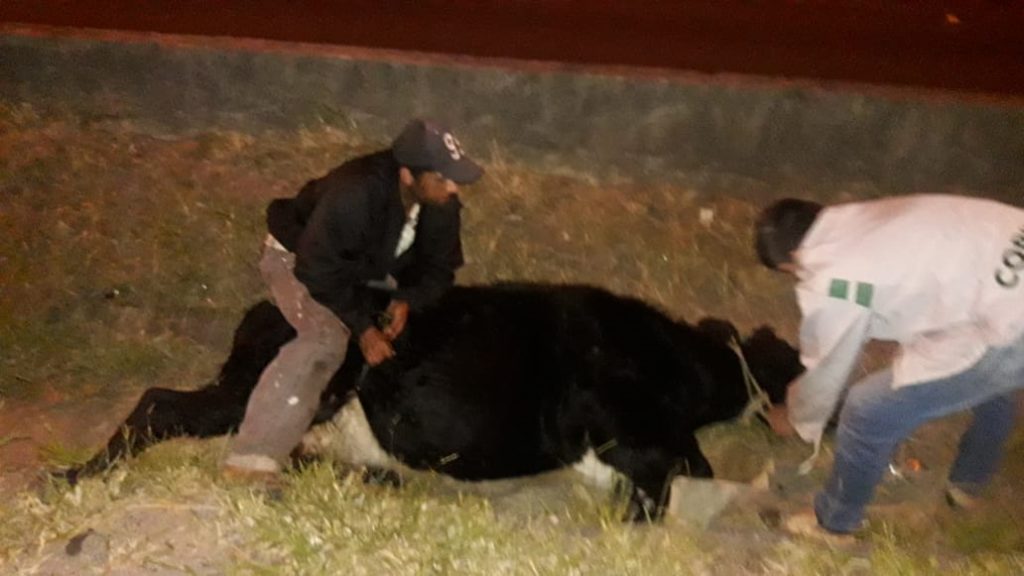 Seis vacas escapam na região metropolitana de Curitiba, correm por 40 km e cerco acaba com tiros na BR-116