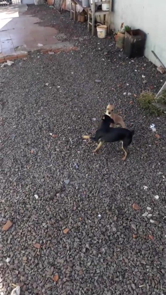 Internauta procura por dois cães que sumiram no Bairro Siena