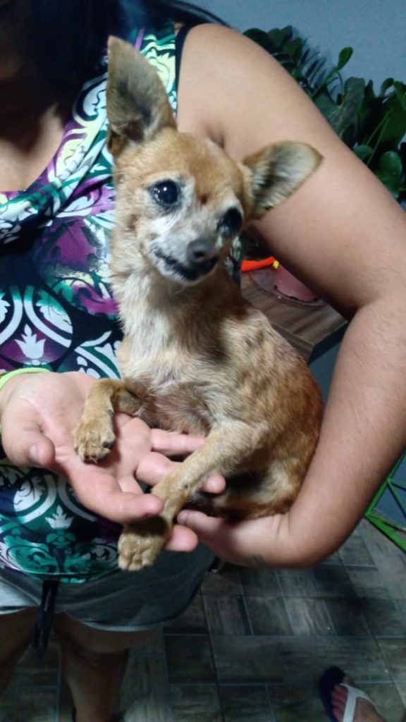 Internauta procura dono de cão no Brasmadeira