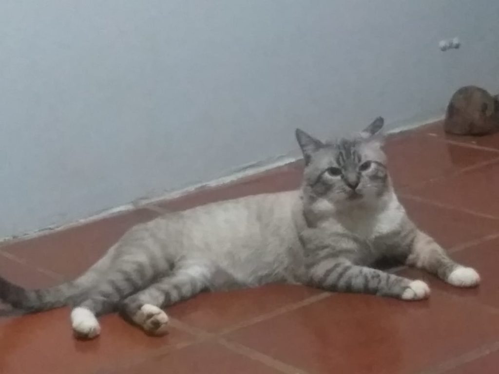 Moradora da Neva pede ajuda para encontrar seu gato de estimação
