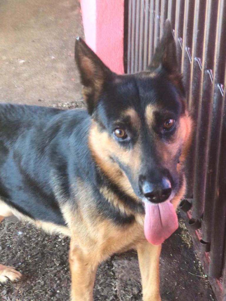Internauta procura por dono de cão que apareceu em sua residência no Bairro Tropical