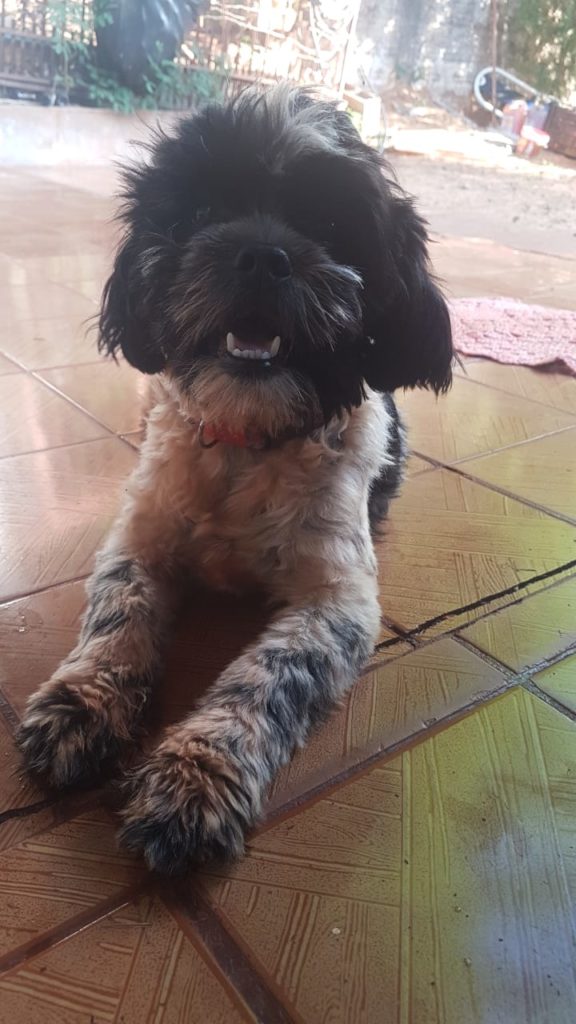 Internauta oferece recompensa para quem localizar cão que fugiu no Bairro Floresta