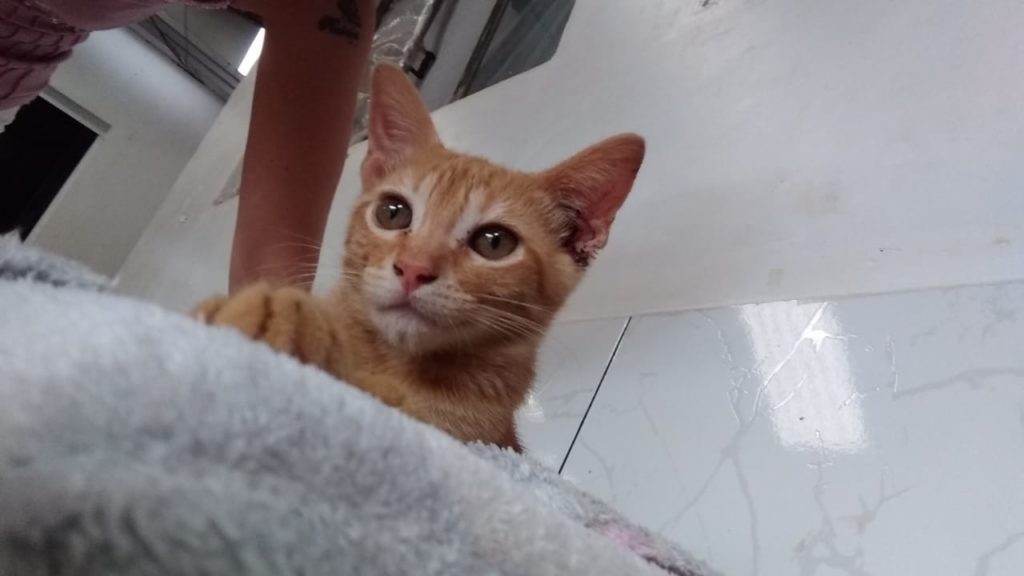 Homem procura por gatinho que sumiu no Bairro Santo Onofre