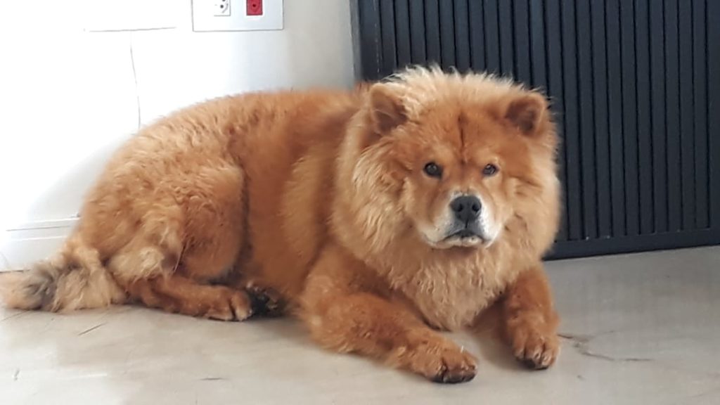 Cachorro é encontrado na Rua Paraná, no Centro