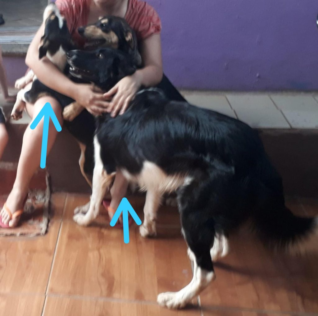 Cães que pertencem a criança autista fogem no Parque São Paulo