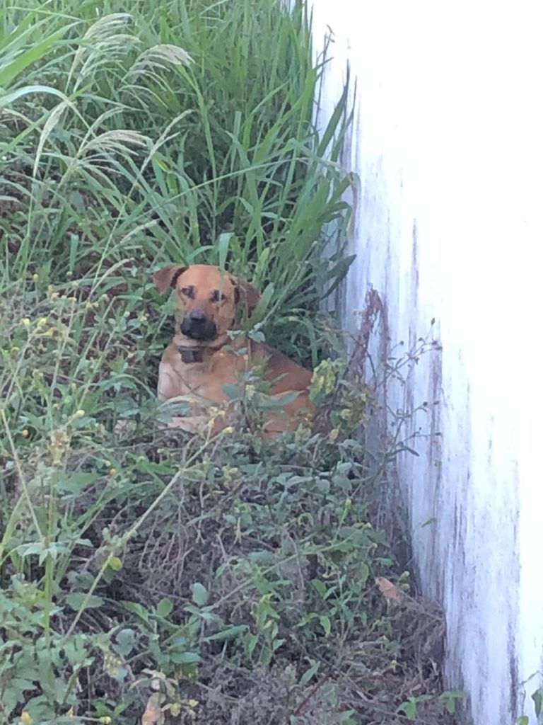 Cachorro está perdido no Bairro Country