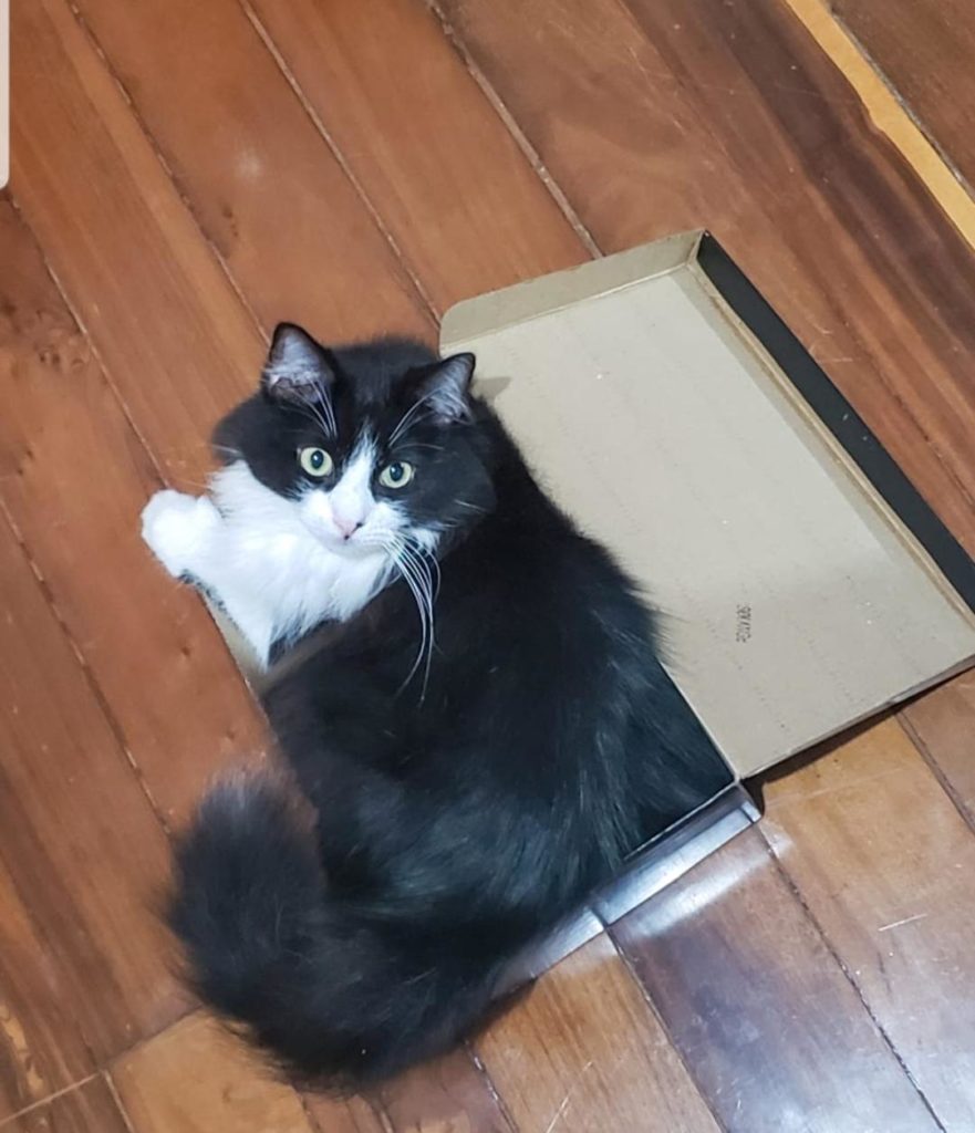 Gatinho Tobias está sendo procurado no Bairro Neva