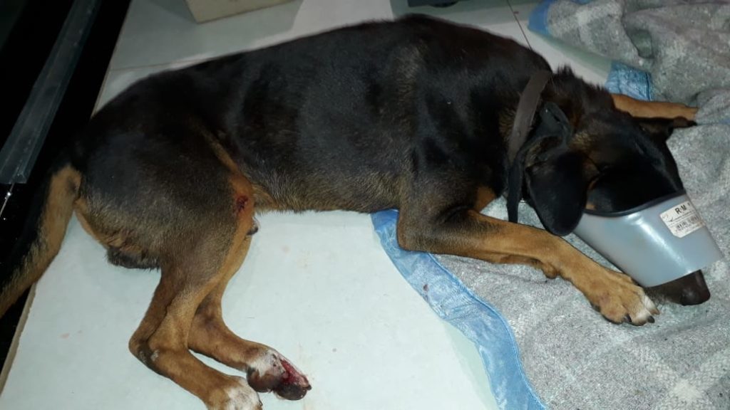 Internauta tenta localizar dono de cachorro que foi atropelado no Santa Felicidade