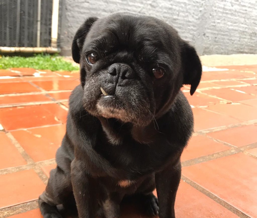 Oferecida gratificação a quem localizar e devolver cachorrinho desaparecido no São Cristóvão