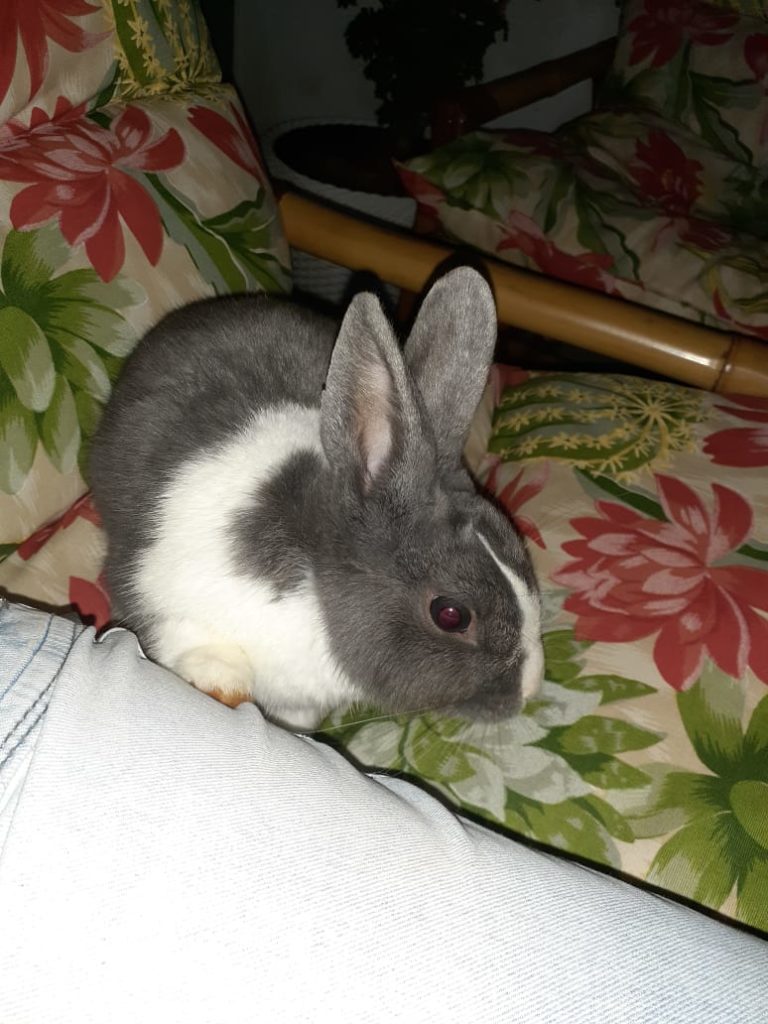Coelho está perdido no Loteamento Siena