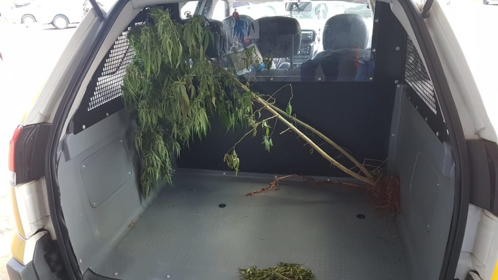 Jovem é detido cultivando maconha no quintal da residência no Bairro Alto Alegre