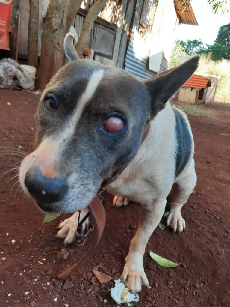 Internauta pede ajuda para pagar cirurgia de cachorro de estimação