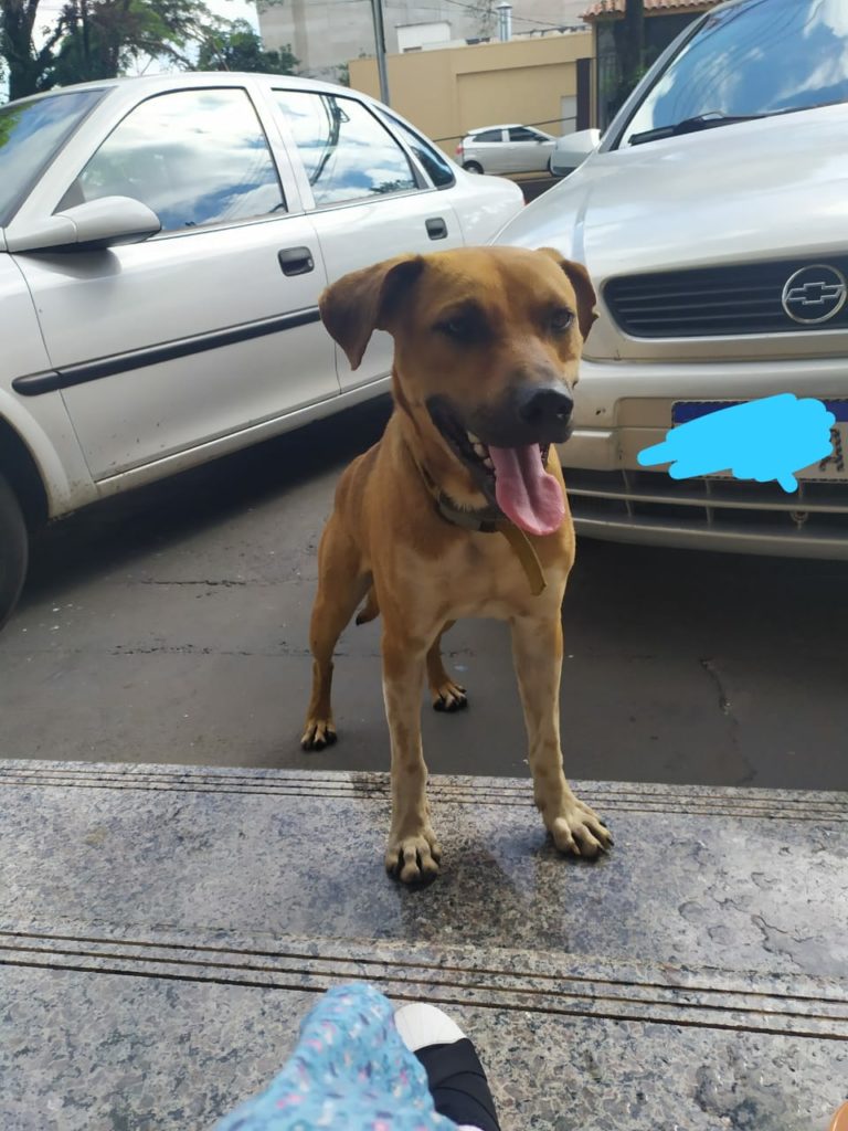 Cachorro é encontrado no Centro de Cascavel