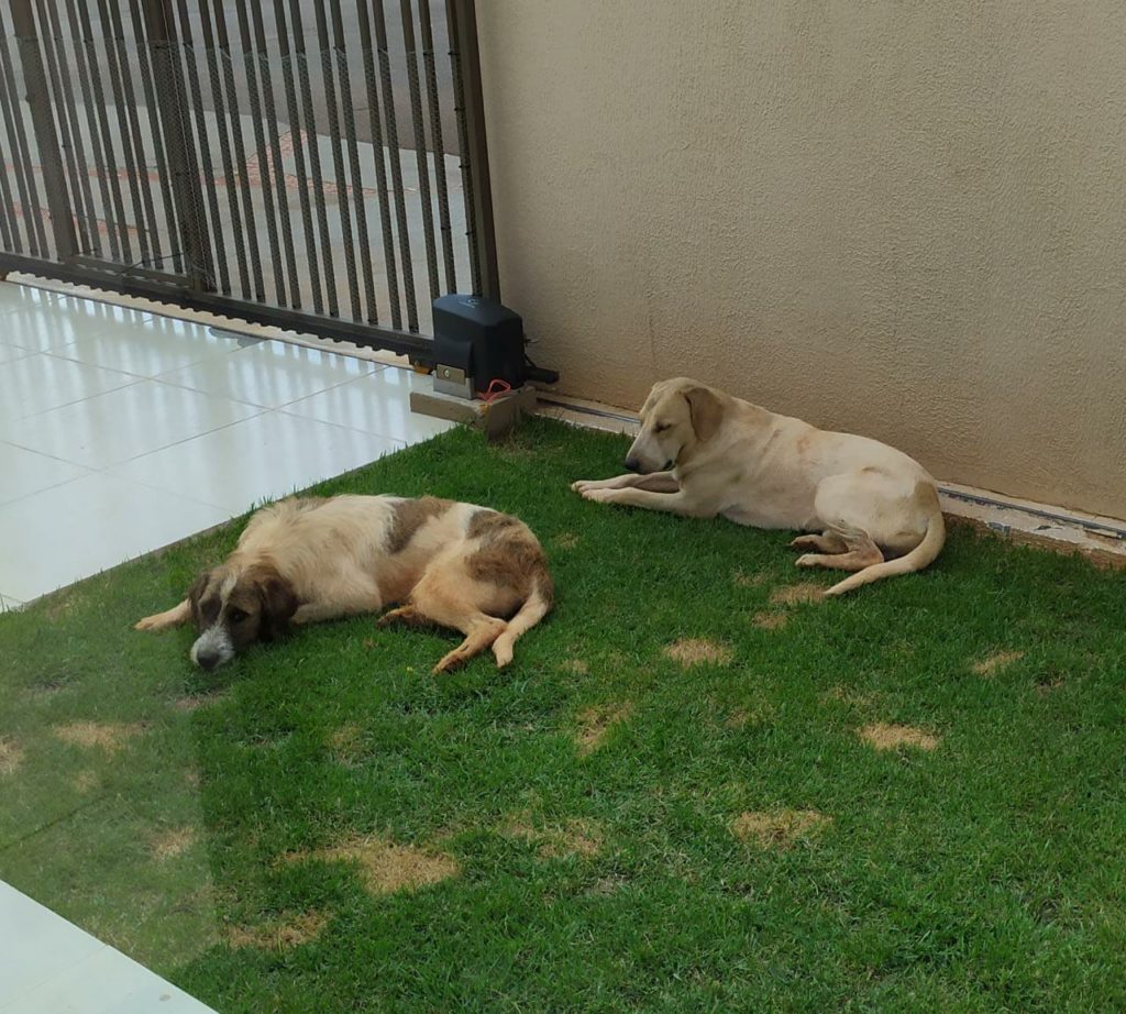 Internauta pede ajuda para localizar cachorros que desapareceram no Bairro Esmeralda