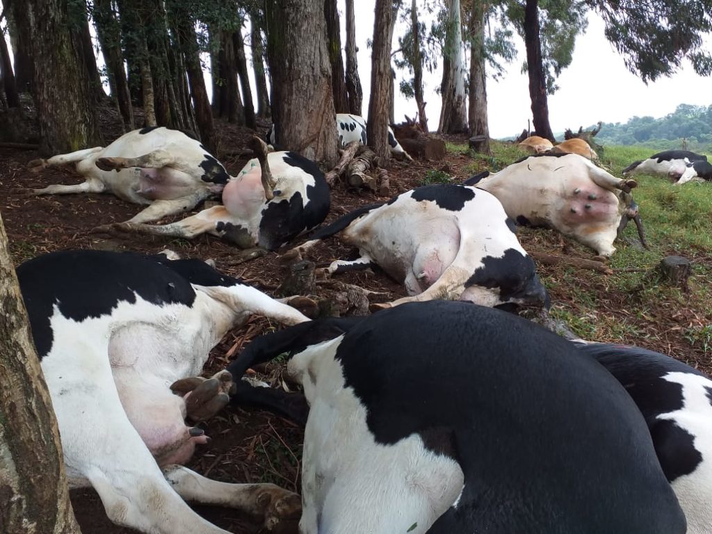 Raio mata 16 vacas no interior de Ouro Verde, em São Paulo