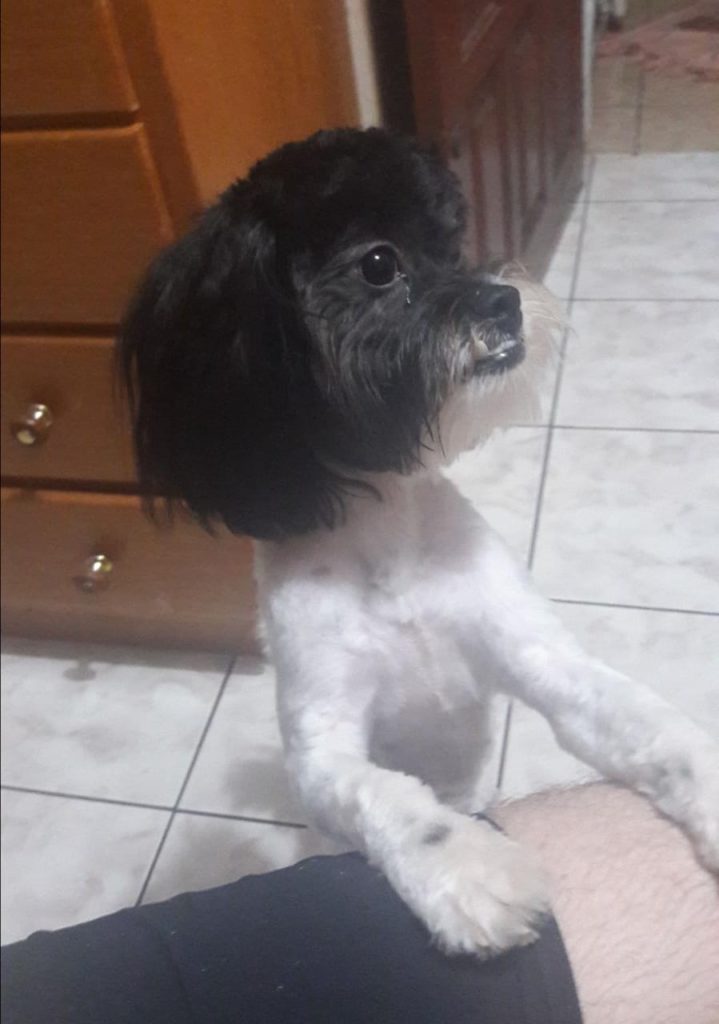 Belinha sumiu no Condomínio Terra Nova III