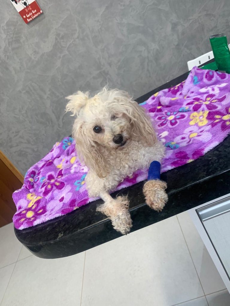 Internauta pede ajuda para pagar tratamento de cadelinha que foi atacada por cachorro de grande porte