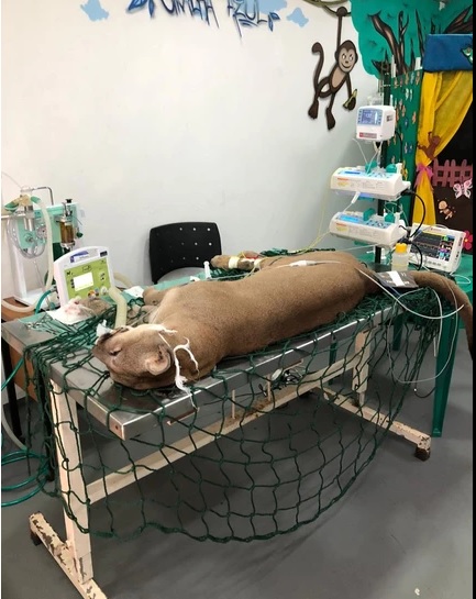 Mesmo com Zoo fechado, atendimento aos animais segue intenso