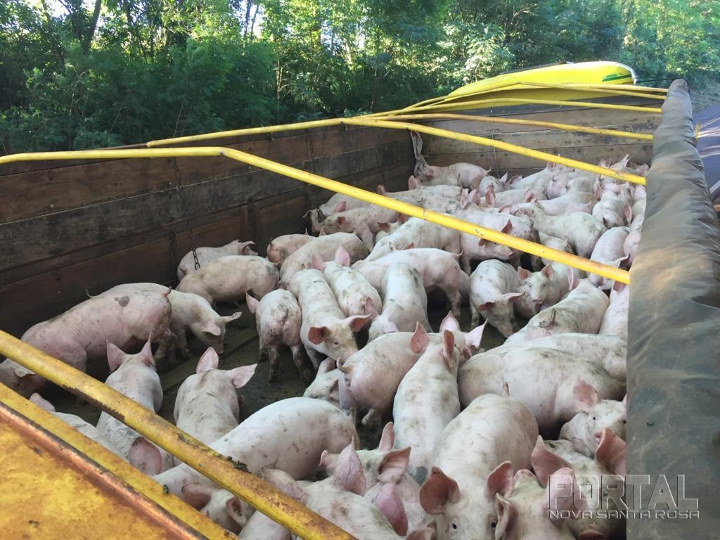 Caminhão carregado com leitões sai da pista na PR-491, em Nova Santa Rosa Imagem referente a Caminhão carregado com leitões sai da pista na PR-491, em Nova Santa Rosa