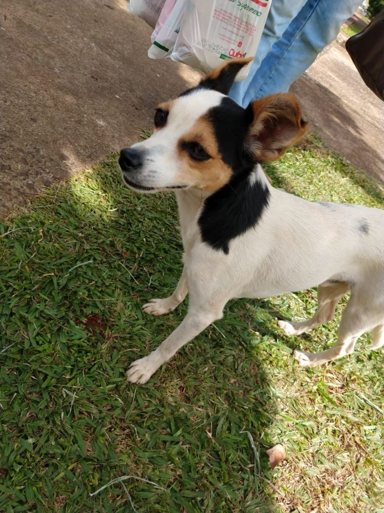 Cachorro é encontrado no Bairro Parque Verde