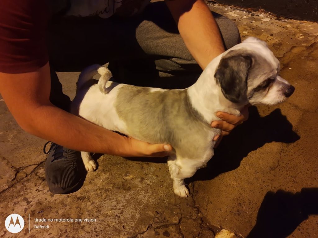 Cachorrinho de estimação é encontrado no Paulo Godoy; morador deseja devolvê-lo ao dono