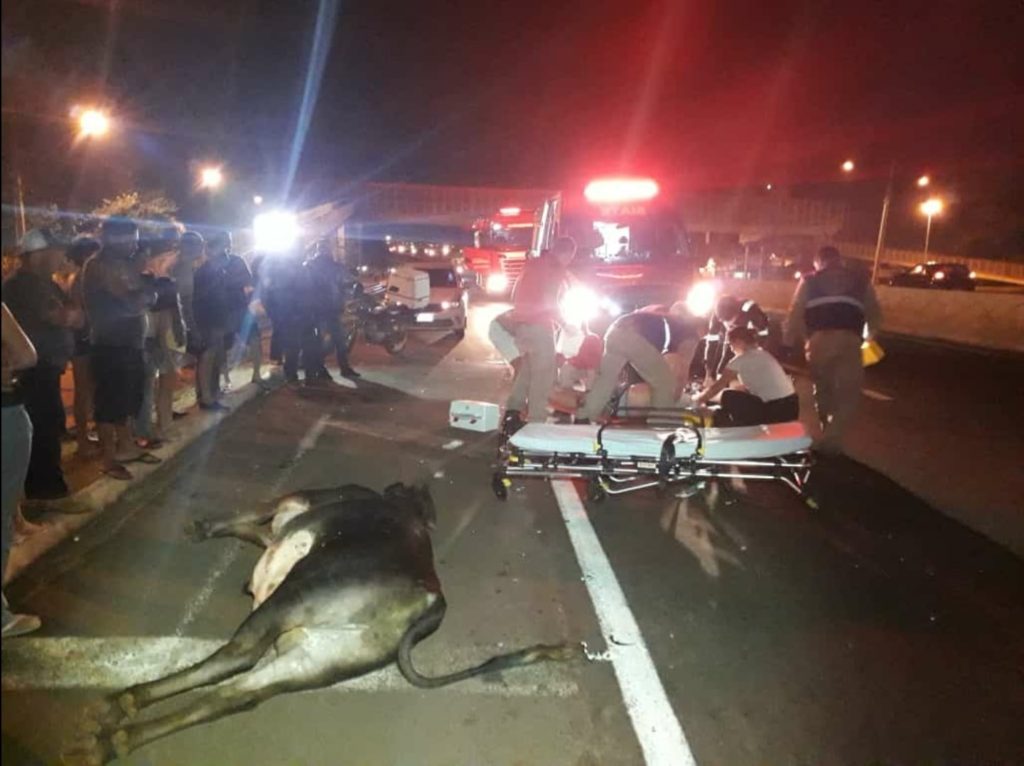 Motociclista de 19 anos morre após colidir em boi na PR-455, em Londrina
