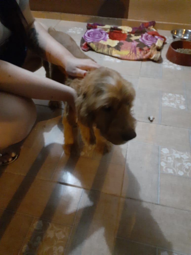 Cachorrinho foi encontrado no Bairro Santa Felicidade Imagem referente a Cachorrinho foi encontrado no Bairro Santa Felicidade
